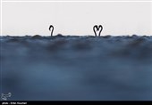 Flamingos Migrate to Miankaleh Lagoon in Iran