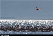 Flamingos Migrate to Miankaleh Lagoon in Iran