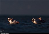 Flamingos Migrate to Miankaleh Lagoon in Iran