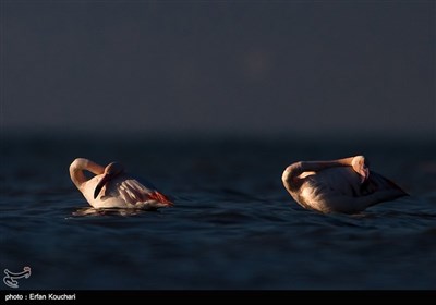 Flamingos Migrate to Miankaleh Lagoon in Iran