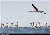 Flamingos Migrate to Miankaleh Lagoon in Iran
