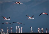 Flamingos Migrate to Miankaleh Lagoon in Iran