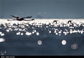 Flamingos Migrate to Miankaleh Lagoon in Iran