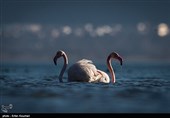 Flamingos Migrate to Miankaleh Lagoon in Iran