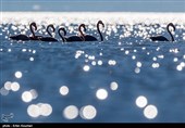 Flamingos Migrate to Miankaleh Lagoon in Iran