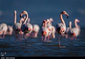 Flamingos Migrate to Miankaleh Lagoon in Iran