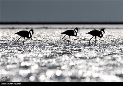 ایران کے شہر بھشہر کے میانکالہ جھیل میں آبی پرندوں کے جھرمٹیں