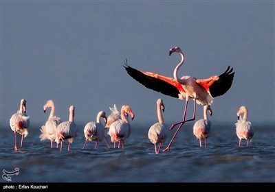ایران کے شہر بھشہر کے میانکالہ جھیل میں آبی پرندوں کے جھرمٹیں