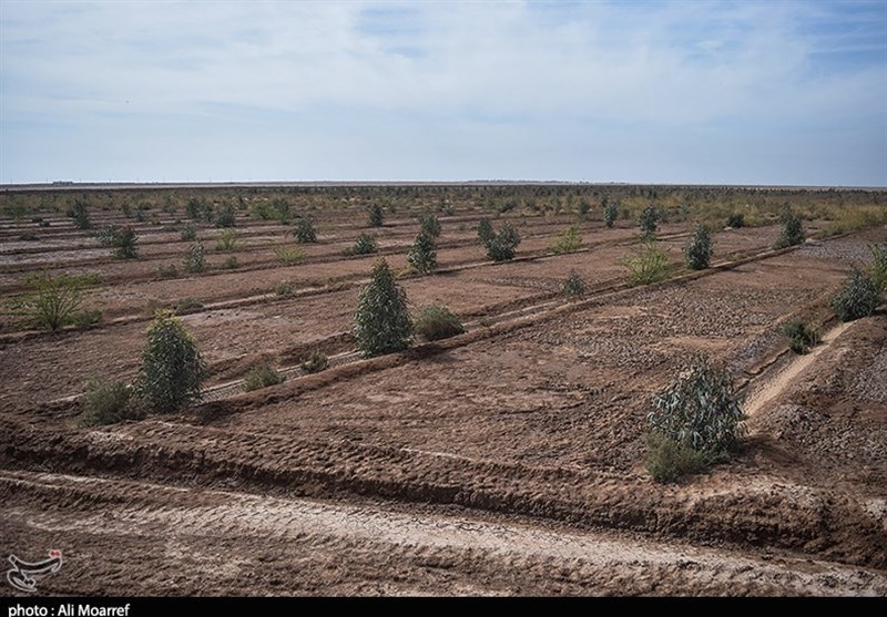 کرمانشاه| گونه‌های درختی مقاوم در برابر ریزگرد کاشت می‎شود