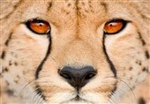 خودداری مسئولان محیط زیست سمنان از پاسخگویی به شبهات یک پرونده