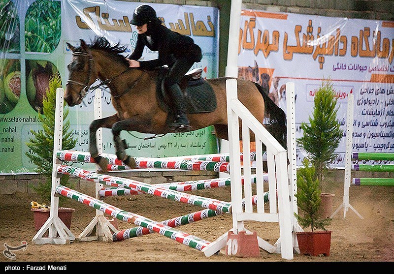 ارومیه| اصیل‌ترین اسب کرد ایرانی پاسپورت دریافت کرد