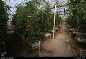 8 درصد محصولات کشاورزی استان تهران به خارج صادر می‌شود