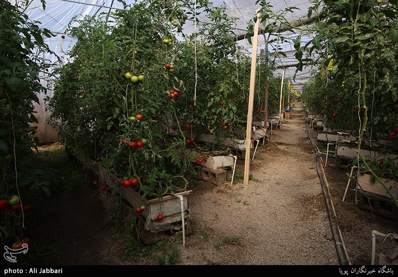 8 درصد محصولات کشاورزی استان تهران به خارج صادر می‌شود