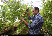بزرگترین شهرک گلخانهای کشور در استان اردبیل اجرا میشود