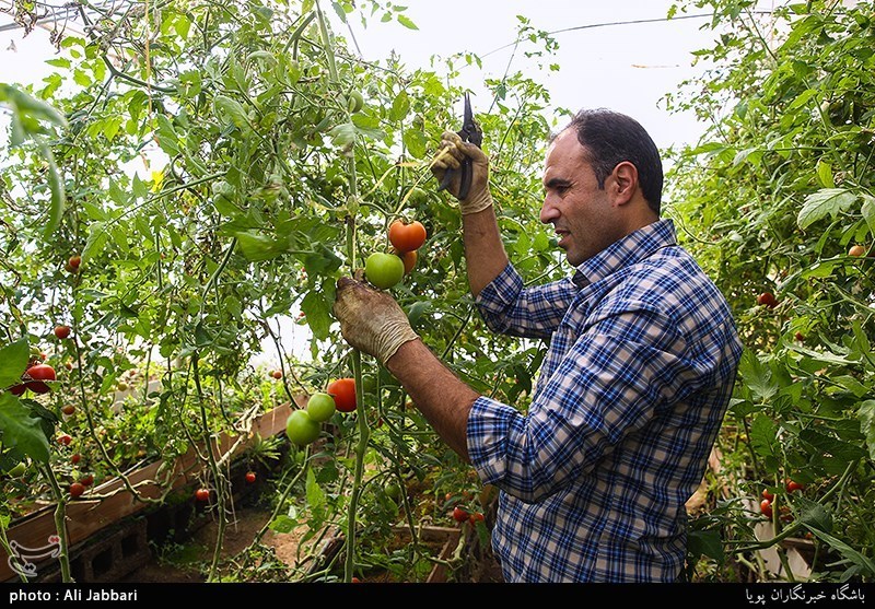 احیای‌ کشاورزی استان فارس با توسعه کشت گلخانه‌ای ‌