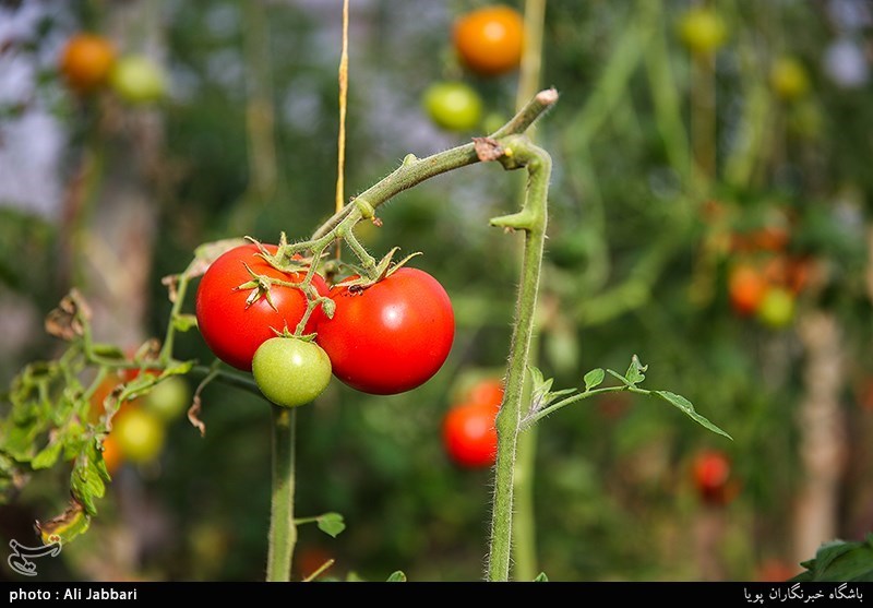 اجرای مدل روستا ـ گلخانه به توسعه کسب و کار کشاورزی در فارس کمک می‌کند