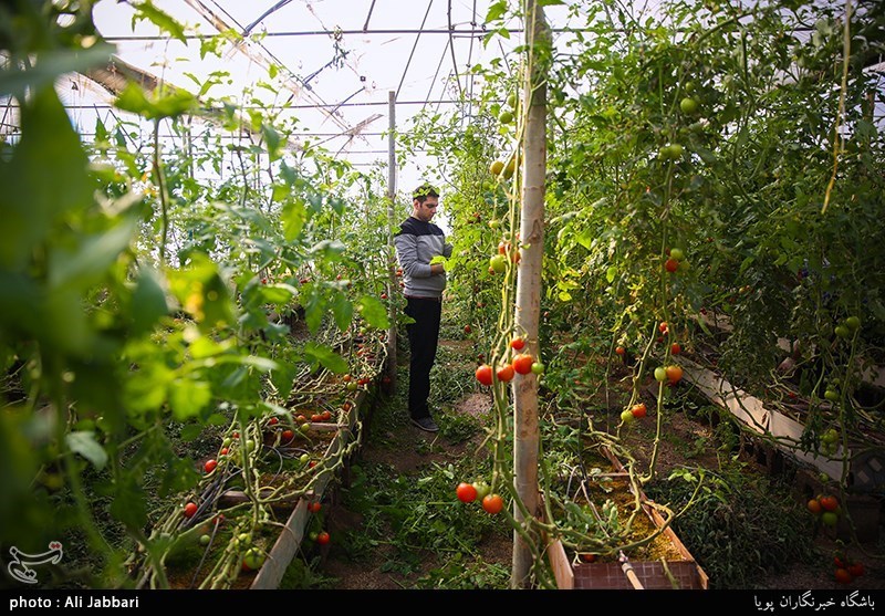 تهران| احداث مجتمع گلخانه‌ای حصارگلی 6 هزار فرصت شغلی در ورامین ایجاد می‌کند