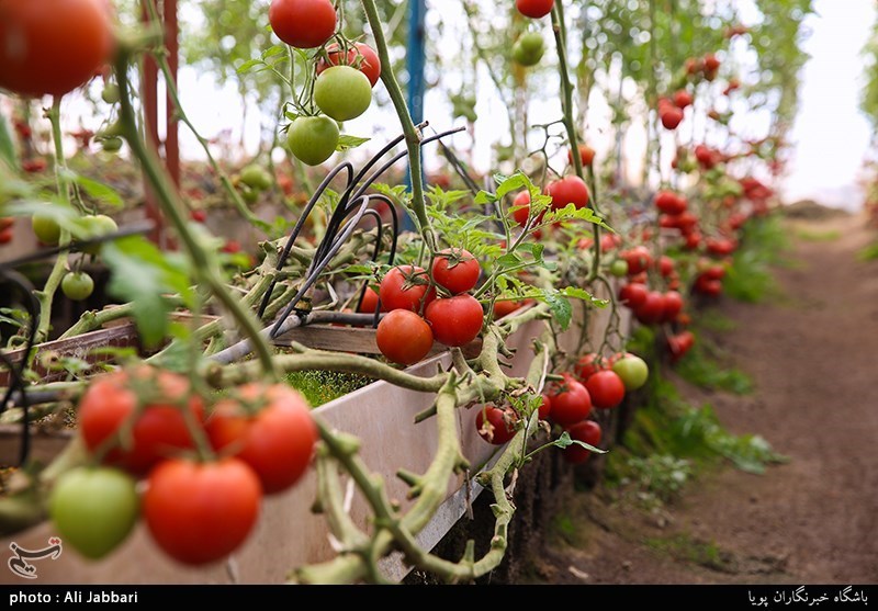 15 محصول کشاورزی در کرمان استاندارد دریافت می‌کنند