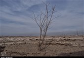 دیدار با نهال‌های خسته در کانون‌های فوق بحرانی ریزگردهای خوزستان به روایت تصاویر