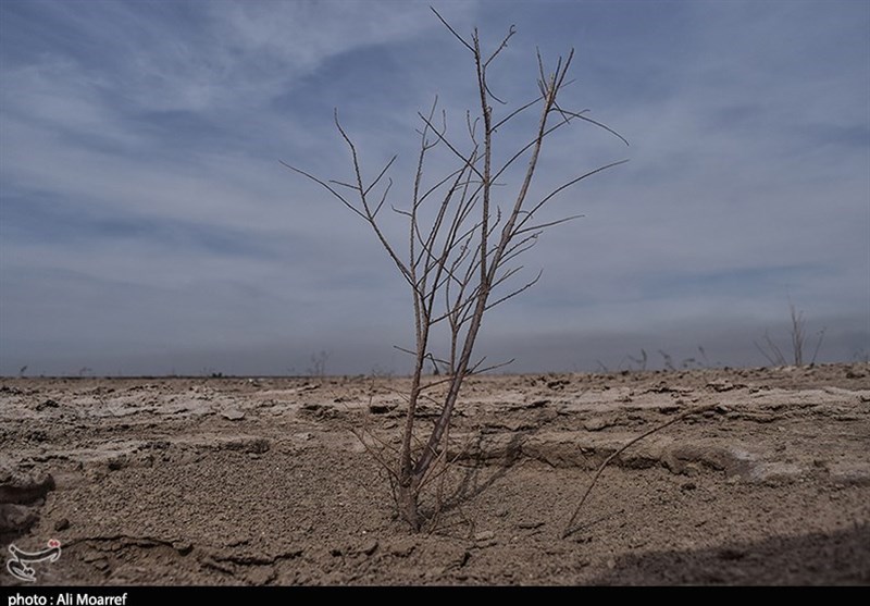 دیدار با نهال‌های خسته در کانون‌های فوق بحرانی ریزگردهای خوزستان به روایت تصاویر