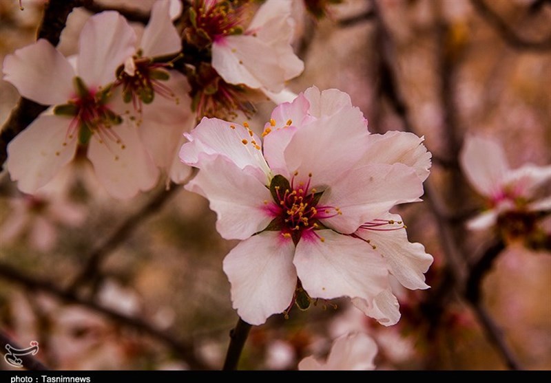 یزد| شکوفه‌های زمستانه درختان در بافق به روایت تصویر