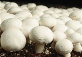 &quot;قارچ‌های سمی&quot; از طریق ویژگی‌های ظاهری، بو و رنگ قابل تشخیص نیست