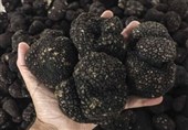 خروج غیرقانونی قارچ گران قیمت ترافل از کشور به نام سیب زمینی + سند