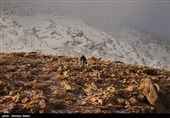 Iran Mounts Search after Plane Crash