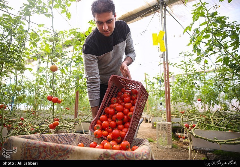 6000 تن به تولید محصولات گلخانه‌ای استان بوشهر افزوده شد