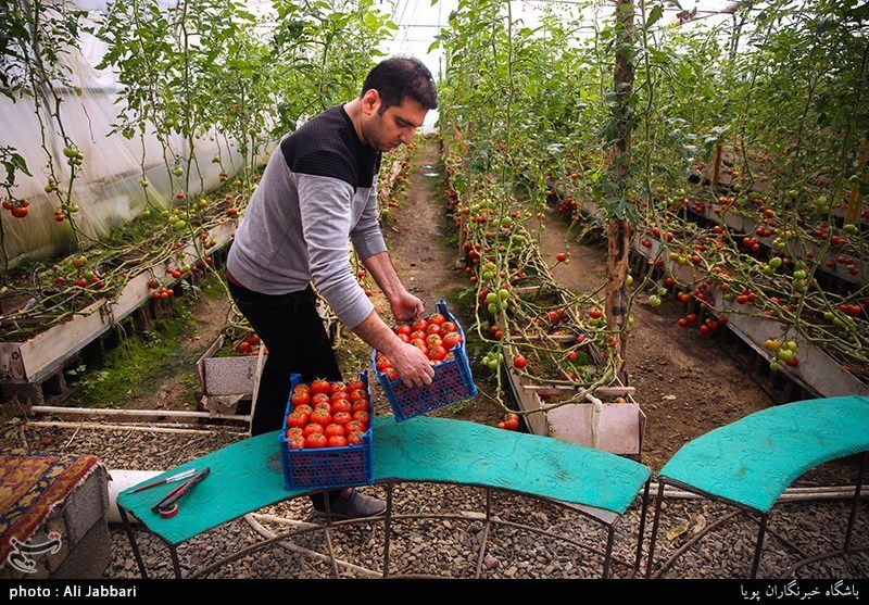 وزیر جهاد کشاورزی در سمنان: بیش از 600 هزار تن محصولات گلخانه ای تولید می‌شود