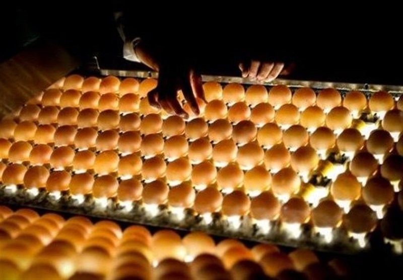 هشدار اتحادیه پرنده و ماهی در مورد صعود دوباره قیمت تخم مرغ