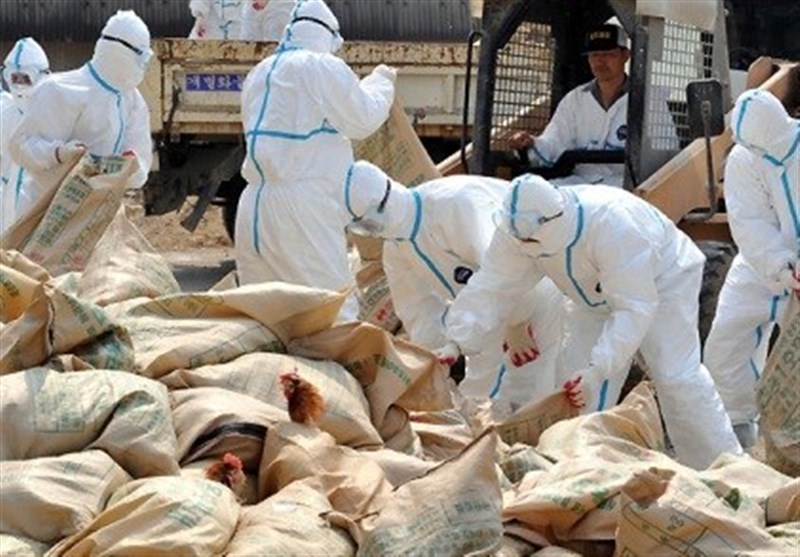 کاشان| 210 هزار قطعه مرغ آلوده در کاشان معدوم شد