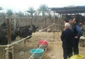 فارس| درآمد 15 میلیون تومانی با پرورش شترمرغ؛ پشتکار رمز موفقیت