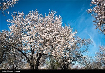 شکوفه های زمستانی شیراز