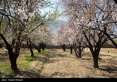 شکوفه های زمستانی شیراز