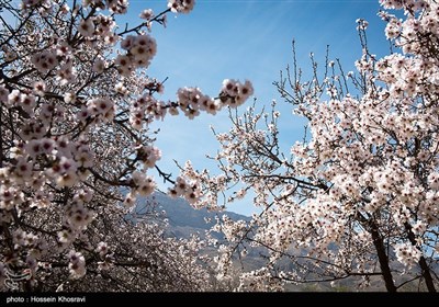 شکوفه های زمستانی شیراز