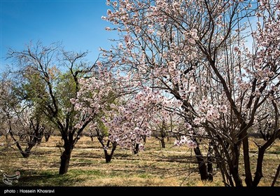 شکوفه های زمستانی شیراز