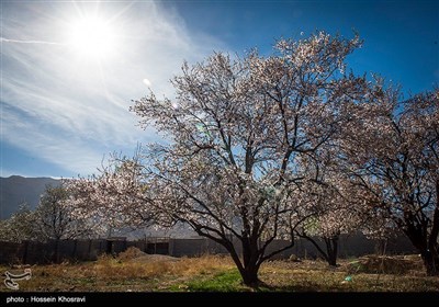 شکوفه های زمستانی شیراز