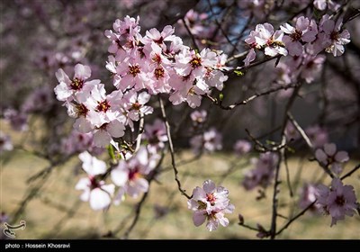 شکوفه های زمستانی شیراز