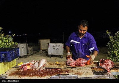 فردی در حال پاک کردن و قطعه قطعه کردن ماهی در بازار ماهی فروشان جزیره خارگ