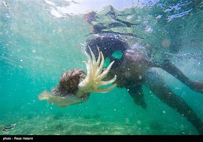 فردی در حال صید ماهی مرکب در زیر آب