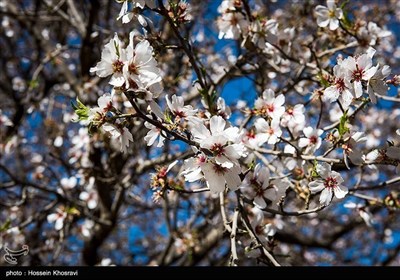 ایران کے شہر شیراز میں موسم سرما کے پھول یا بہار کی آمد !