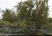 خرم‌آباد|4000 هکتار باغ در اراضی شیب‌دار لرستان ایجاد می‌شود