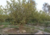 لرستان| احداث غیرقانونی باغ در اراضی ملی؛ اراضی منطقه بن لار و زیودار پلدختر تعیین‌تکلیف شود