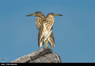 پرندگان خلیج فارس