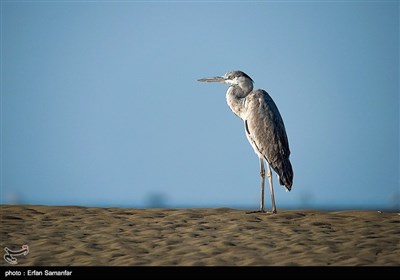 پرندگان خلیج فارس