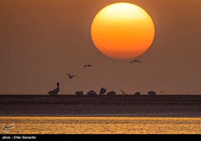 پرندگان خلیج فارس