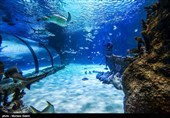 Isfahan Aquarium, Enjoyment of Observing Oceans in Historic City