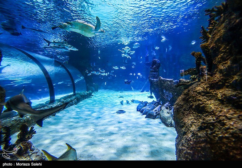 Isfahan Aquarium, Enjoyment of Observing Oceans in Historic City
