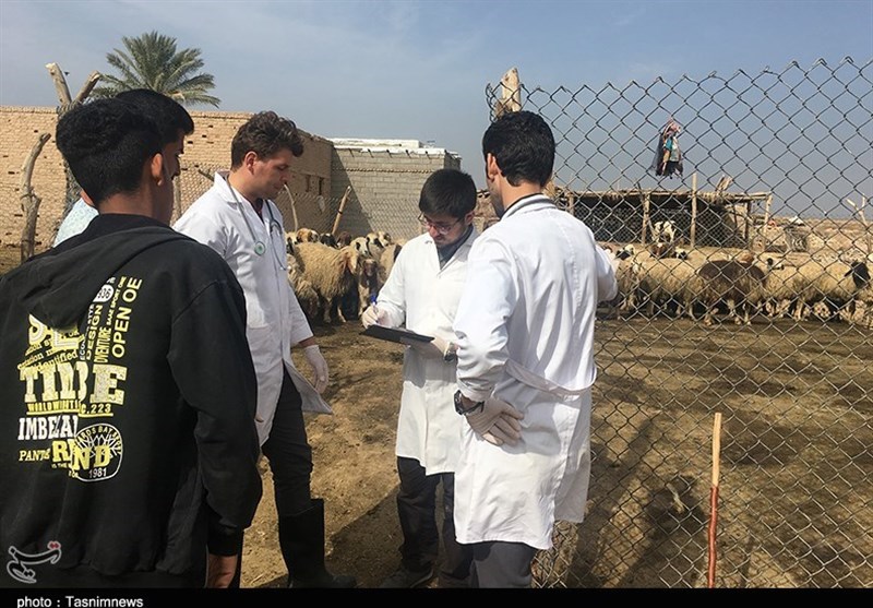 اهواز| نخستین اردوی جهادی دامپزشکی‌ در استان خوزستان برگزار شد